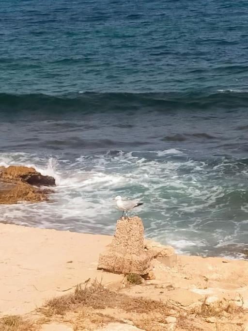 شقة Mar Azul Adosado, Patio Y Solarium تورّيفيِخا المظهر الخارجي الصورة
